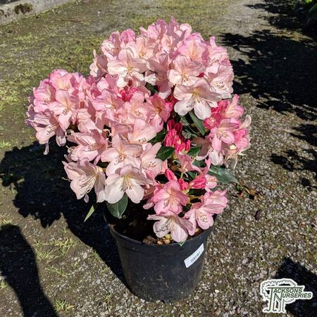 Buy Rhododendron Polaris online from Jacksons Nurseries