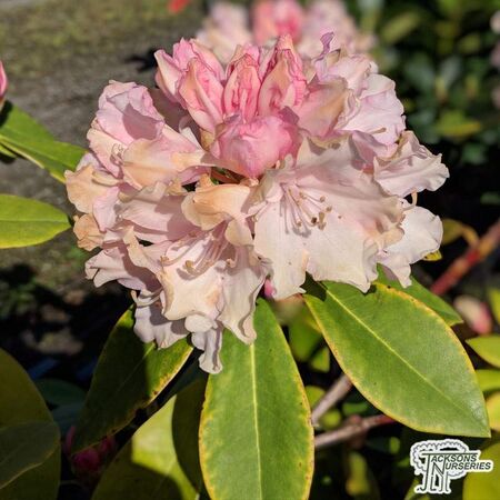 Buy Rhododendron Dreamland (Yakushimanum Rhododendron) online from Jacksons Nurseries.