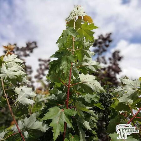 Buy Acer x freemanii (Freeman Maple) online from Jacksons Nurseries