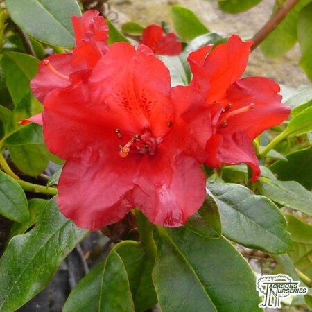 Buy Rhododendron Baden Baden at Jacksons Nurseries