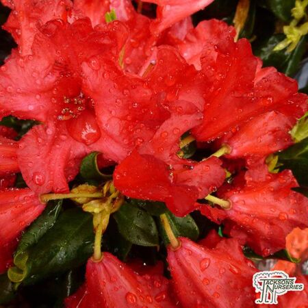 Buy Rhododendron Baden Baden at Jacksons Nurseries