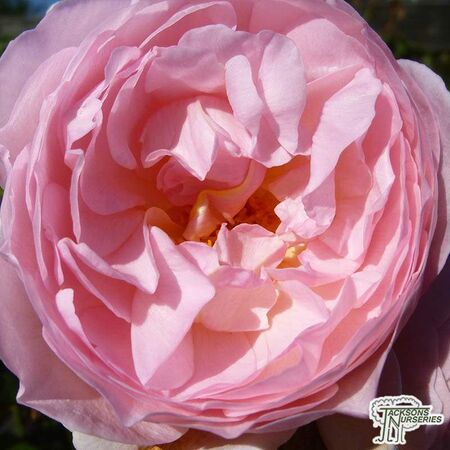 Buy Rosa Heritage online from Jacksons Nurseries