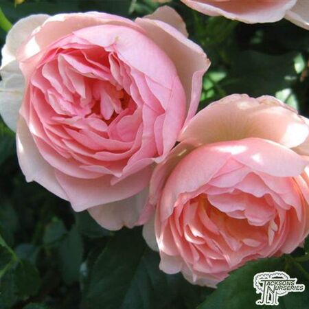 Buy Rosa Heritage online from Jacksons Nurseries