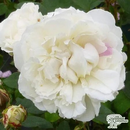 Buy Rosa Winchester Cathedral (English Shrub Rose) online from Jacksons Nurseries