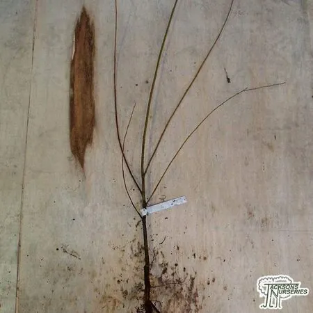 Buy Salix alba (Bare Root) online from Jacksons Nurseries