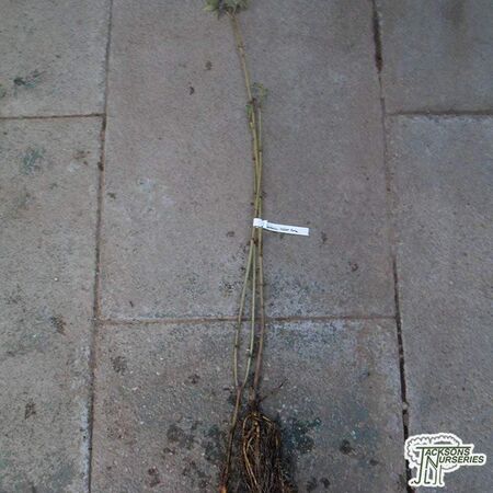Buy Sambucus nigra 'Aurea' (Bare Root) online from Jacksons Nurseries