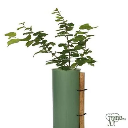 Buy Shrub Shelters online from Jacksons Nurseries.