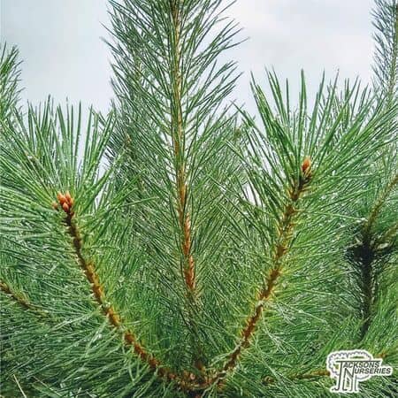 Buy Pinus sylvestris (Scots Pine) online from Jacksons Nurseries.