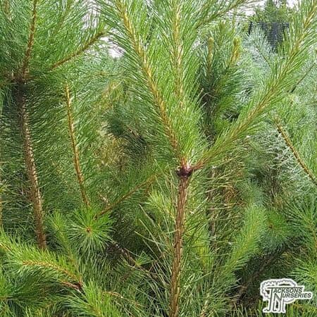 Buy Pinus sylvestris (Scots Pine) online from Jacksons Nurseries.