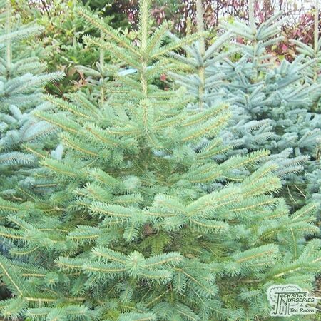 Abies Nordmanniana tree