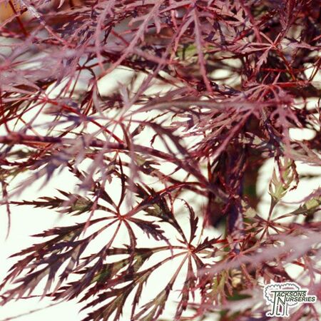 Buy Acer palmatum dissectum Stella Rossa at Jacksons Nurseries