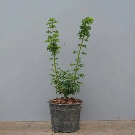 Buy Acer palmatum Shishigashira (Japanese Maple) online from Jacksons Nurseries