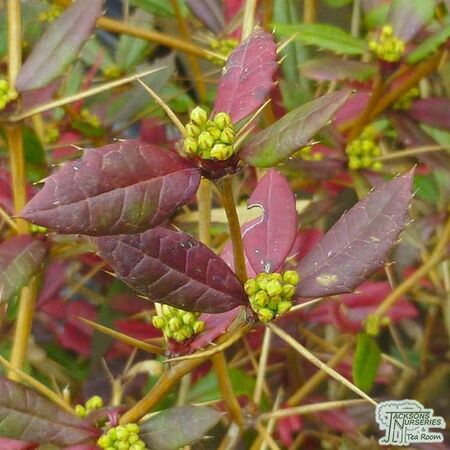 Buy Berberis julianae Bare Root