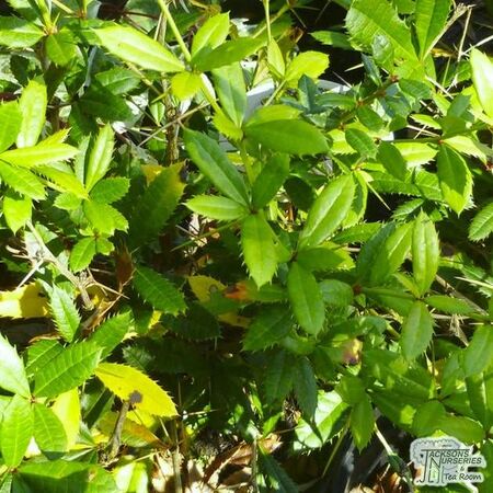 Berberis julianae bare root