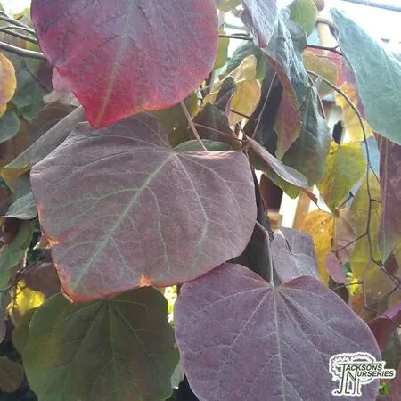 Buy Cercis canadensis Forest Pansy (North American Redbud/Judas Tree) online from Jacksons Nurseries
