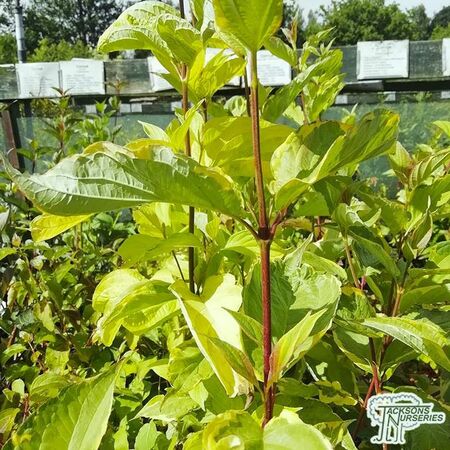 Buy Cornus alba aurea bare root