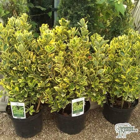 Buy Euonymus japonicus 'Elegantissimus Aureus'  (Japanese spindle) online from Jacksons Nurseries