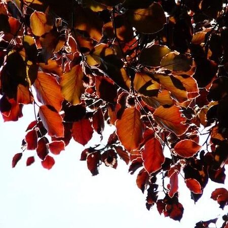 Copper Beech