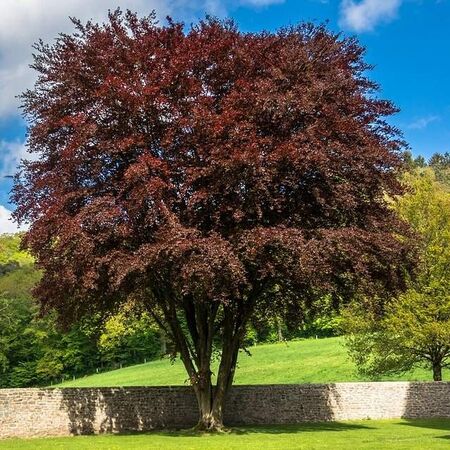 Fagus sylvatica Atropurpurea bare root tree