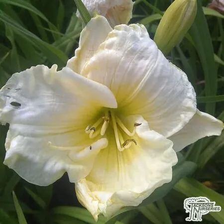 Buy Hemerocallis 'Cool It' (Daylilly) online from Jacksons Nurseries