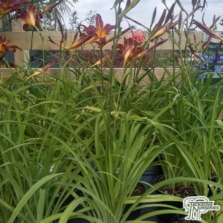 Buy Hemerocallis 'Crimson Pirate' (Daylilly) online from Jacksons Nurseries.