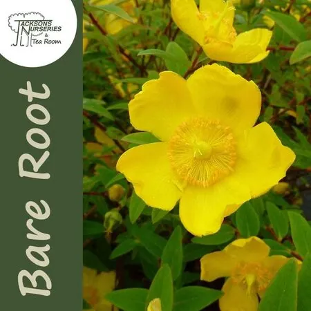 Hypericum Hidcote Flower