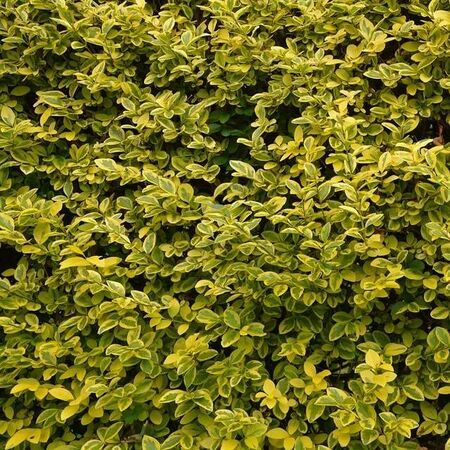 Buy Ligustrum ovalifolium 'Aureum' Bare Root