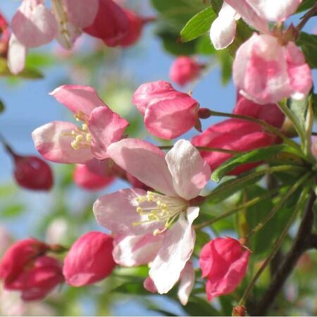 Buy Crab apple tree (Malus sylvestris) bare root online from Jacksons Nurseries.