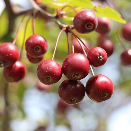 Buy Crab apple tree (Malus sylvestris) bare root online from Jacksons Nurseries.