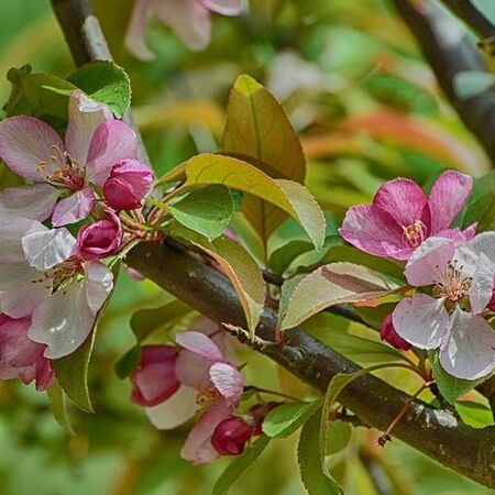 Buy Crab apple tree (Malus sylvestris) bare root online from Jacksons Nurseries.