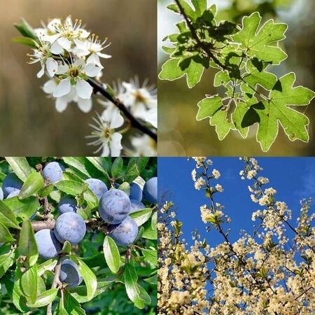 Buy Mixed Native Hedge Pack (Hawthorn Base) bare root