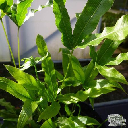 Buy Pteris wallchiana online from Jacksons Nurseries