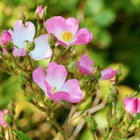 Rosa canina Base bare root 2 flowers