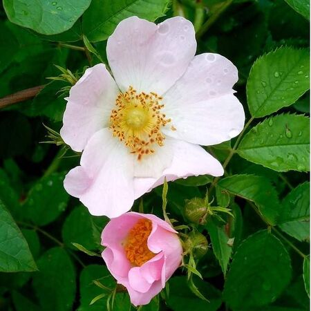 Rosa canina Base bare root 5 flower and foliage