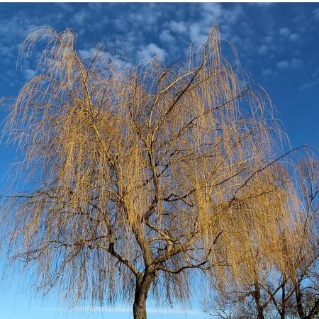 Buy Salix x sepulcralis 'Chrysocoma' Bare Root