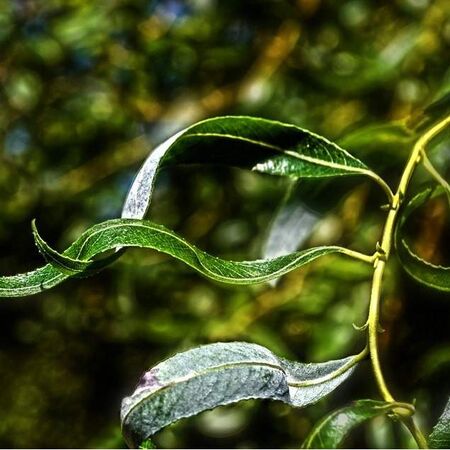 Salix alba bare root 2 foliage