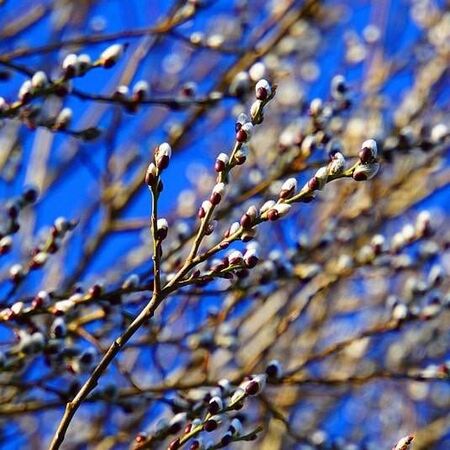Salix alba bare root 3 in winter