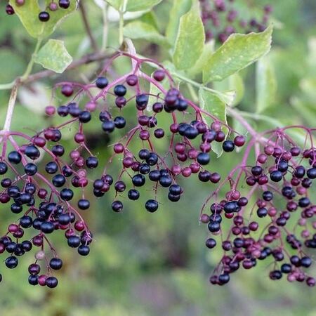 Buy  Sambucus nigra 'Aurea' Bare Root