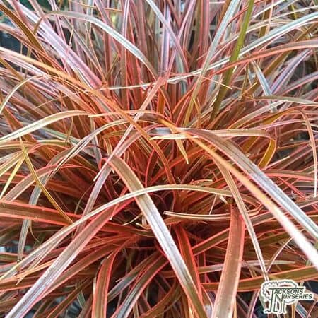 Buy Uncinia Rubra Everflame(Red Hook Sedge) online from Jacksons Nurseries.