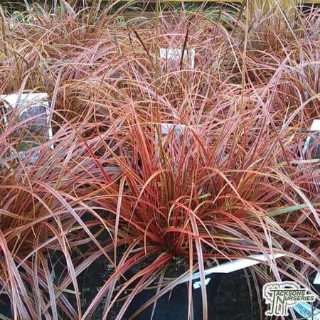 Buy Uncinia Rubra Everflame(Red Hook Sedge) online from Jacksons Nurseries.