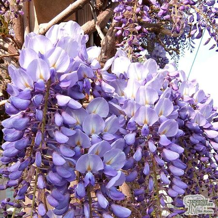 Buy Wisteria sinensis Prolific online from Jacksons Nurseries