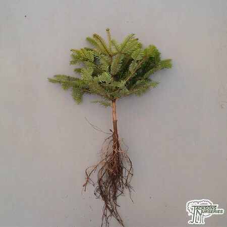 Buy Abies nordmanniana (Bare Root) in the UK