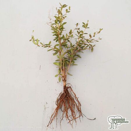 Buy Berberis julianae (Bare Root) online from Jacksons Nurseries