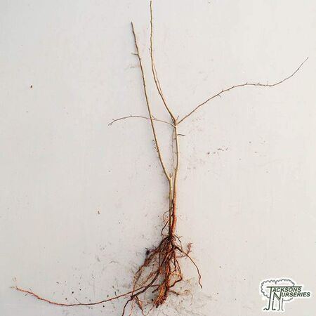 Buy Malus sylvestris Crab Apple Bare Root online from Jacksons Nurseries