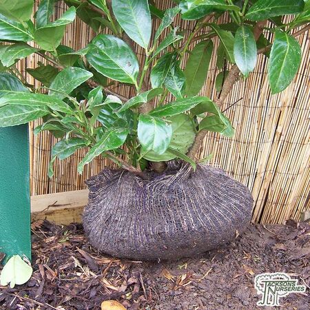 Prunus Rotundifolia Rootball