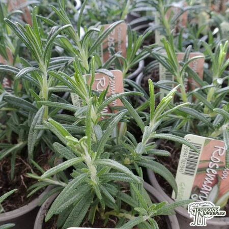 Buy Rosmarinus officinalis online from Jacksons Nurseries.
