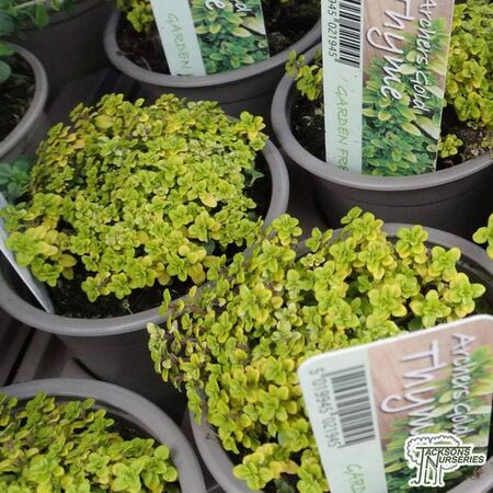 Buy Thymus pulegioides (Archers gold) online from Jackson's Nurseries.
