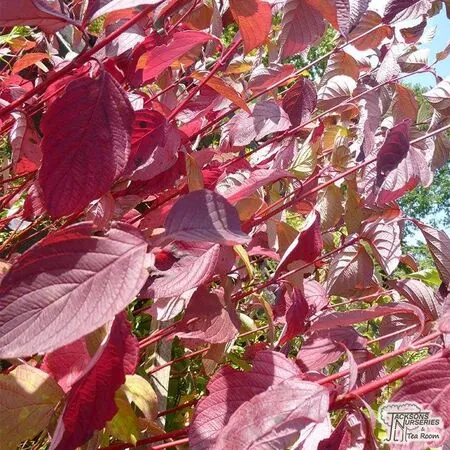 Cornus Alba Siberica