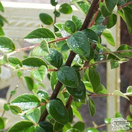 Contoneaster Franchetii