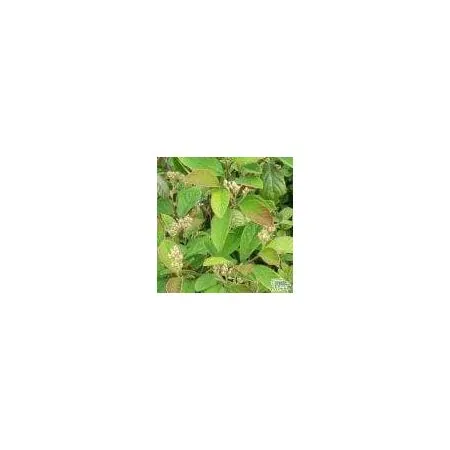 Cotoneaster Lacteus